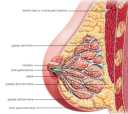 Structure du sein(Image Larousse)